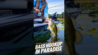 Insane Bass Hookup – In Paradise catchingbass fyp fish fishing [upl. by Alica547]