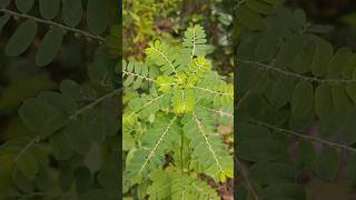 Phyllanthus Amarus Plant 🍀nature greenery [upl. by Aubrette]