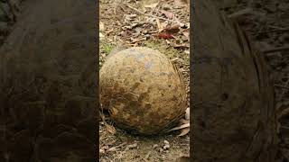 Meet the Incredible ThreeBanded Armadillo  Fascinating Wildlife Short wildlife facts animals [upl. by Nilved]