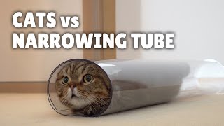 Cats vs Narrowing Tube [upl. by Mert]