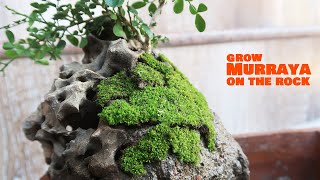 Murraya Paniculata Root Over Rock  Dwarf Orange Jasmine Bonsai [upl. by Gram199]