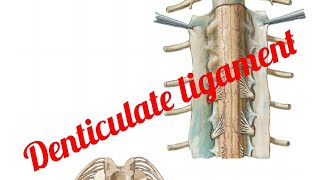 Ligamentum Denticulate [upl. by Nila]