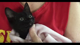 How to Treat a Kitten or Cat at Home for Nasal Congestion [upl. by Caravette590]