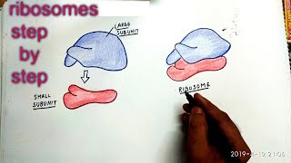 How to draw ribosomes [upl. by Cinelli]