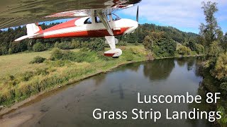 Luscombe 8F Grass Landings  Duvall WA [upl. by Ettenim700]