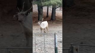 Reindeer are so fun to watch run 😆 reindeer animals run running deer minnesota [upl. by Anilejna732]