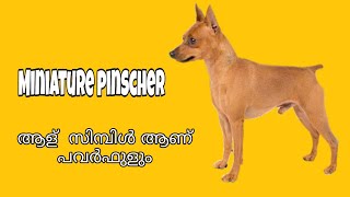 Miniature Pinscher Min Pin Dogs in malayalam [upl. by Yemane]