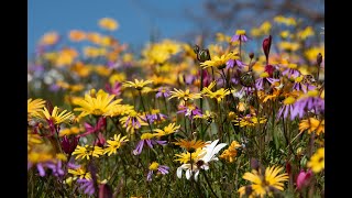 Namaqualand Wild Flowers South Africa [upl. by Hailee]