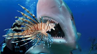 Teaching Sharks and Eels to Attack Invasive Lionfish [upl. by Rica]