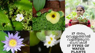 17 തരം വെള്ളത്തിൽ വളർത്തുന്ന ചെടികൾ II 17 types of water plants II Water plant collection [upl. by Ellerey]