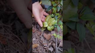 Camellia leaf gall harvesting  Enjoy beautiful nature with rural life shorts ytshorts farming [upl. by Aihsetan]