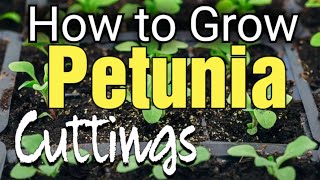 How to Grow Petunia Cuttings  Propagate Petunias [upl. by Roth]