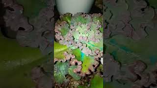 Echeveria cancan plants plantpropagation lowlandsucculent lowlandsucculent garden [upl. by Ettenal]