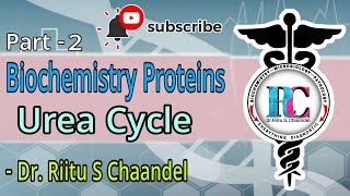 Biochemistry proteins urea cycle part 2biochemistry cyclesmetabolism of protein [upl. by Gebhardt]