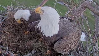 M15 amp F23 arrives to do some nest work  SWFL Eagles  Nov 4 2024 [upl. by Lamaj]