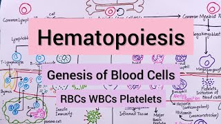 Hematopoiesis  Blood Cells Formation amp Functions [upl. by Zzaj378]