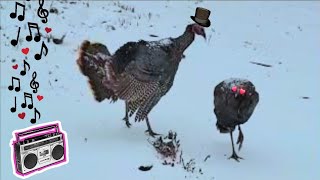 Turkeys Dance In The Snow [upl. by Aicena]