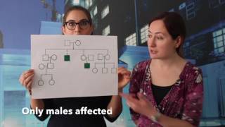 Genetic pedigrees  how to draw and use them [upl. by Jempty]