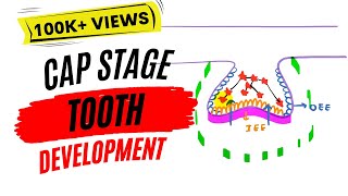 Development of tooth  Cap stage [upl. by Angle410]