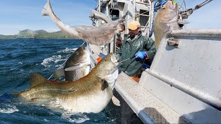 American fishermen catch millions of giant flounder in one day with fishing lines this long [upl. by Conrad]