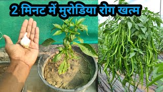 2 मिनट में मिर्च के पौधे का कीड़ा और मुरोड़िया leaf curl virus रोग बाहर निकालने का अचूक घरेलु उपय [upl. by Ramilahs244]