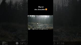 Chevreuil chez moi Lanaudière trail cam novembre 2024 [upl. by Peg]