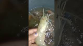 udang Kalimantan Borneo masukberandayoutube fypシ゚viral [upl. by Wedurn409]