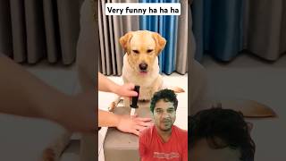 Dog funny reaction 😱Omg😱  shorts dog puppy pets funny [upl. by Iteerp613]