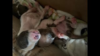 italian greyhound puppies [upl. by Ahseele]