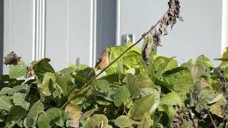 Female Daurian Redstart in Late Autumn [upl. by Rabjohn]