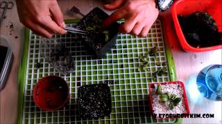 How to Propagate Cephalotus Propagation Leaf Pitcher Pullings Division Cephalotus Çoğaltma [upl. by Nelleeus]