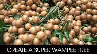 Simple Way to Make Your Wampee Tree Produces More Fruits [upl. by Nedyrb]