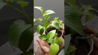 Rescue Plants  Pothos  Pothos Plant Care [upl. by Phillida103]