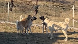 DOÇKA BİR ANDA KAZAPA SALDIRINCA AZ KALSIN PAŞA VE AZAP DOÇKAYA BİNİYORDU KÜÇÜK AZAP DELİYE DÖNDÜ [upl. by Mitchel211]