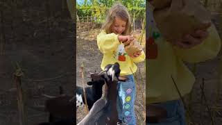 Funny farm for kids with goats rabbits and ducks shorts [upl. by Teodora79]