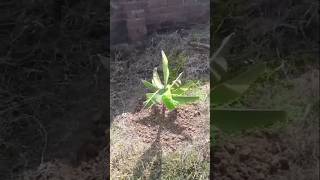 Banana Plants care and Vermicompost Application  Weeding and Grass Removal [upl. by Yearwood]