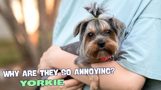 Why Are Yorkies So Annoying 🐶 [upl. by Lenoel]