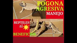 POGONA AGRESIVA MANEJO BENEFICIOS DEL 🌞🌞 REPTILES [upl. by Atarman]