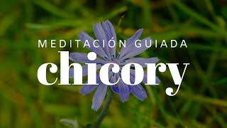 Meditación guiada con Chicory  Flores de Bach [upl. by Anoyet]