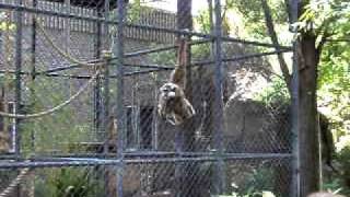 Whitehanded gibbons at sacramento zoo [upl. by Gilly939]