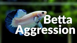 Betta Fish Aggression  They Fight as Soon as They Can Swim [upl. by Tur]