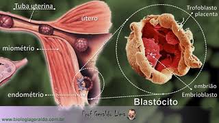 Blastulação [upl. by Sandor652]