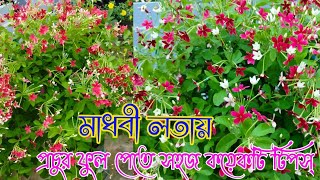 সামান্য যত্নেই মাধবীলতায় প্রচুর ফুল পেতে সহজ কয়েকটি টিপস্।। garden [upl. by Ardnu]