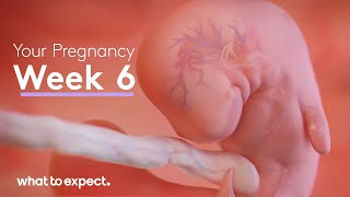 6 Weeks Pregnant  What to Expect [upl. by Pasadis]