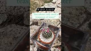 The best way to water your cactus and succulent [upl. by Ahsinej181]