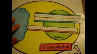 Protein Synthesis [upl. by Spitzer994]