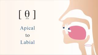 θ̼  unvoiced apical labial non sibilant fricative [upl. by Nidraj]