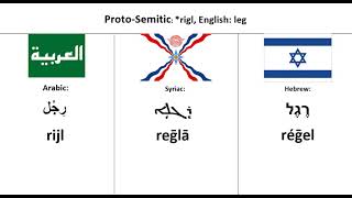 Semitic Languages  Word Comparison [upl. by Amalea202]