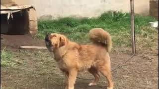 Tibetan mastiff  DoggyVlogs 🦁 4 [upl. by Yrak360]