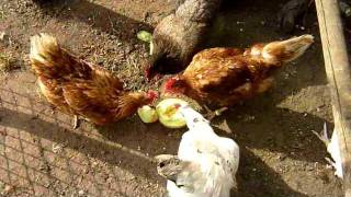 PELEA DE GALLINAS [upl. by Annaicul]